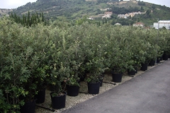 Quercus ilex 
